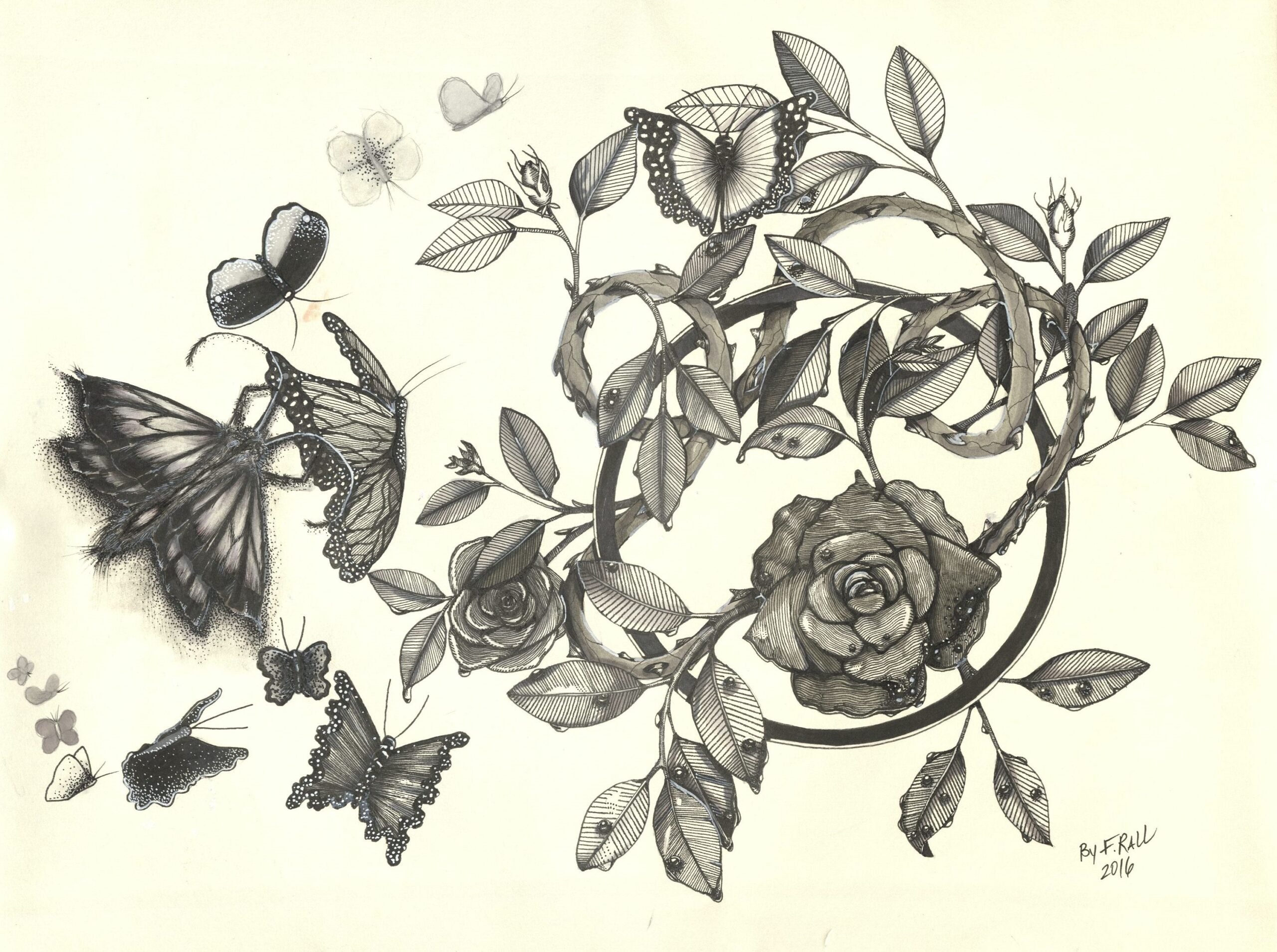 Ink Illustration of various butterflies and a rose vine by Felicia J Rall